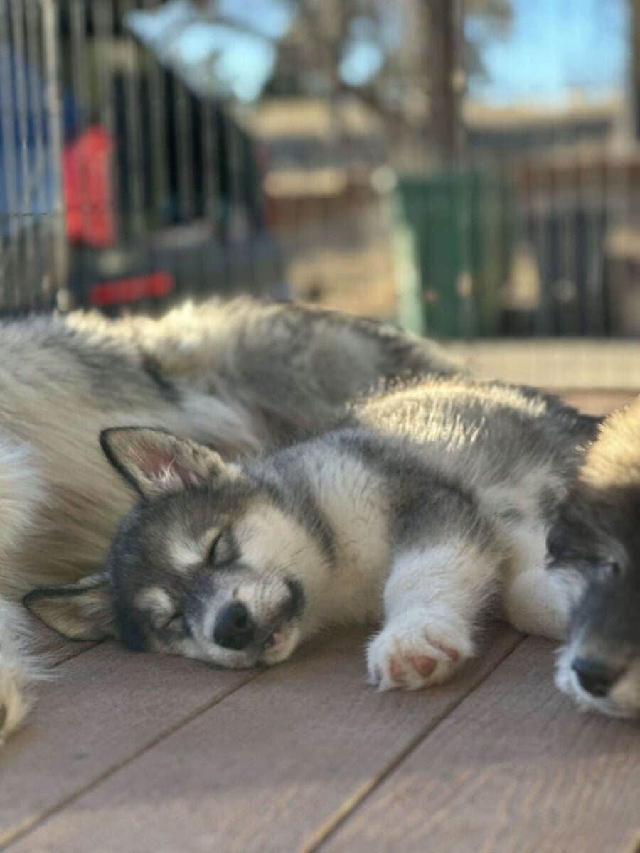 ⭐️ Alaskan Malamute Puppy – Violet image 5