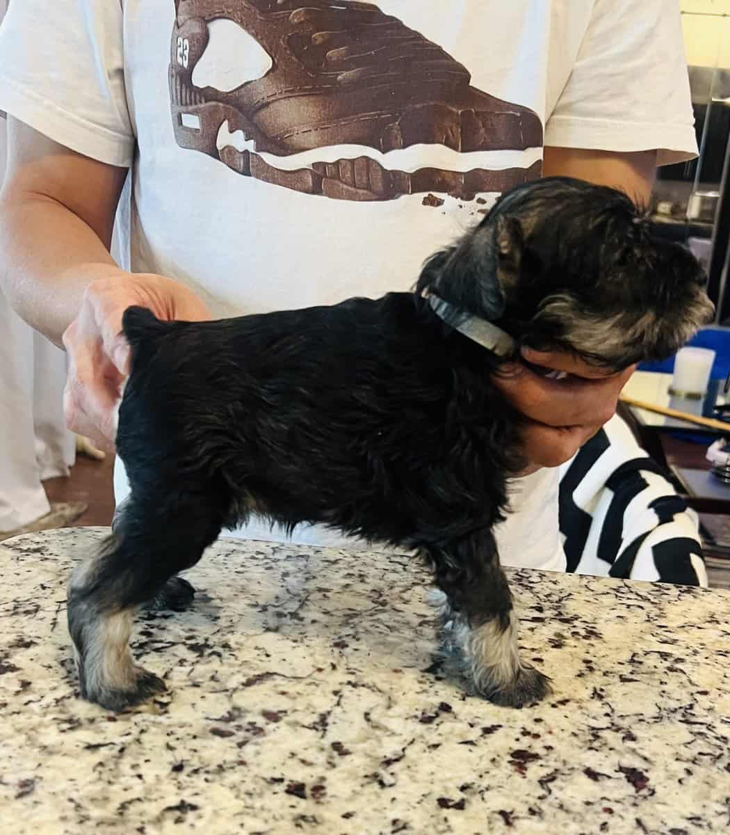 Miniature Schnauzer puppy image 1
