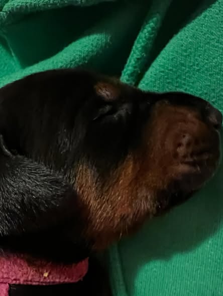 AKC European Doberman Pincher image 4