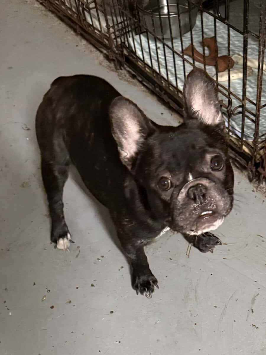young male Black small French bull Dog image 4