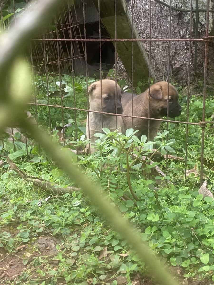 6 week old puppies image 8