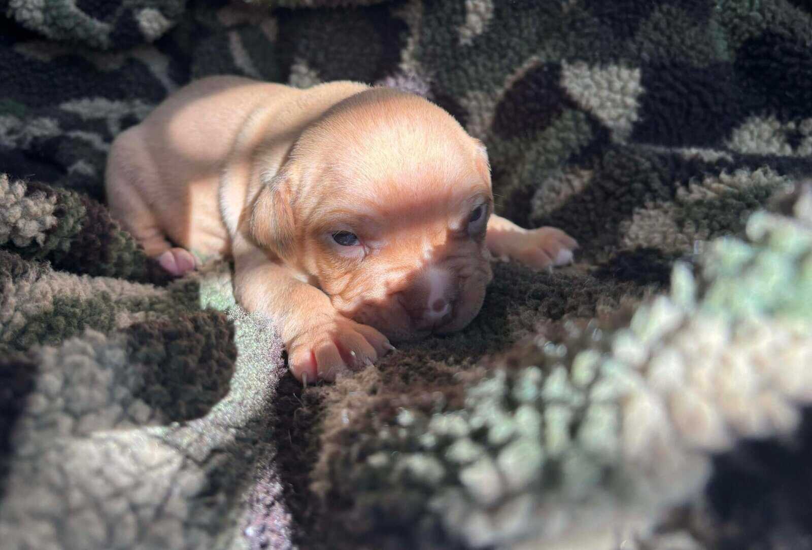 Pitbull Mastiff Babies for Valentine’s Day image 5