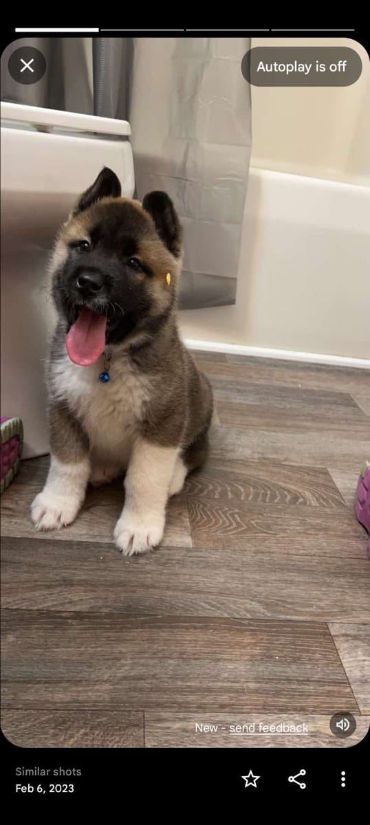 AKC American Akitas 300 image 7