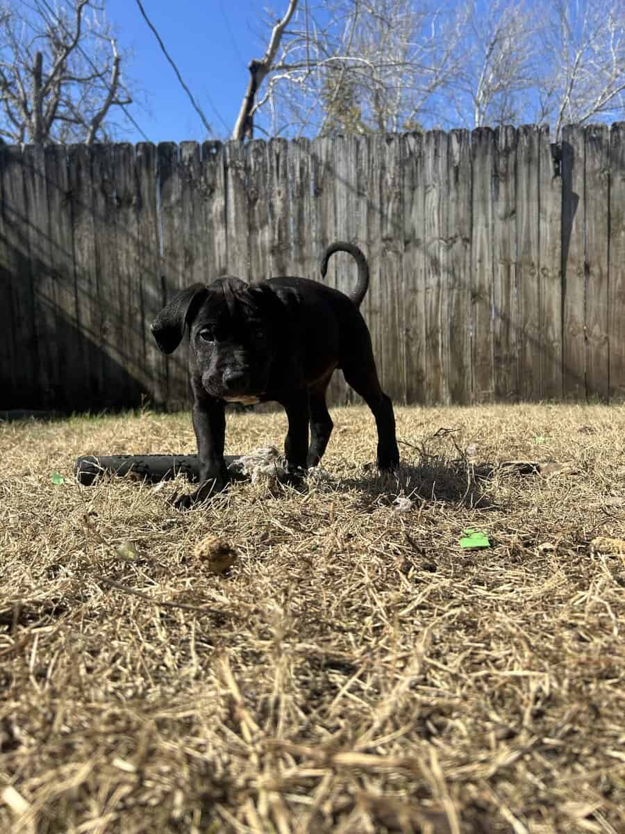 Pit & mix puppies image 2