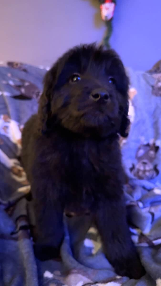 Golden doodle puppies image 2