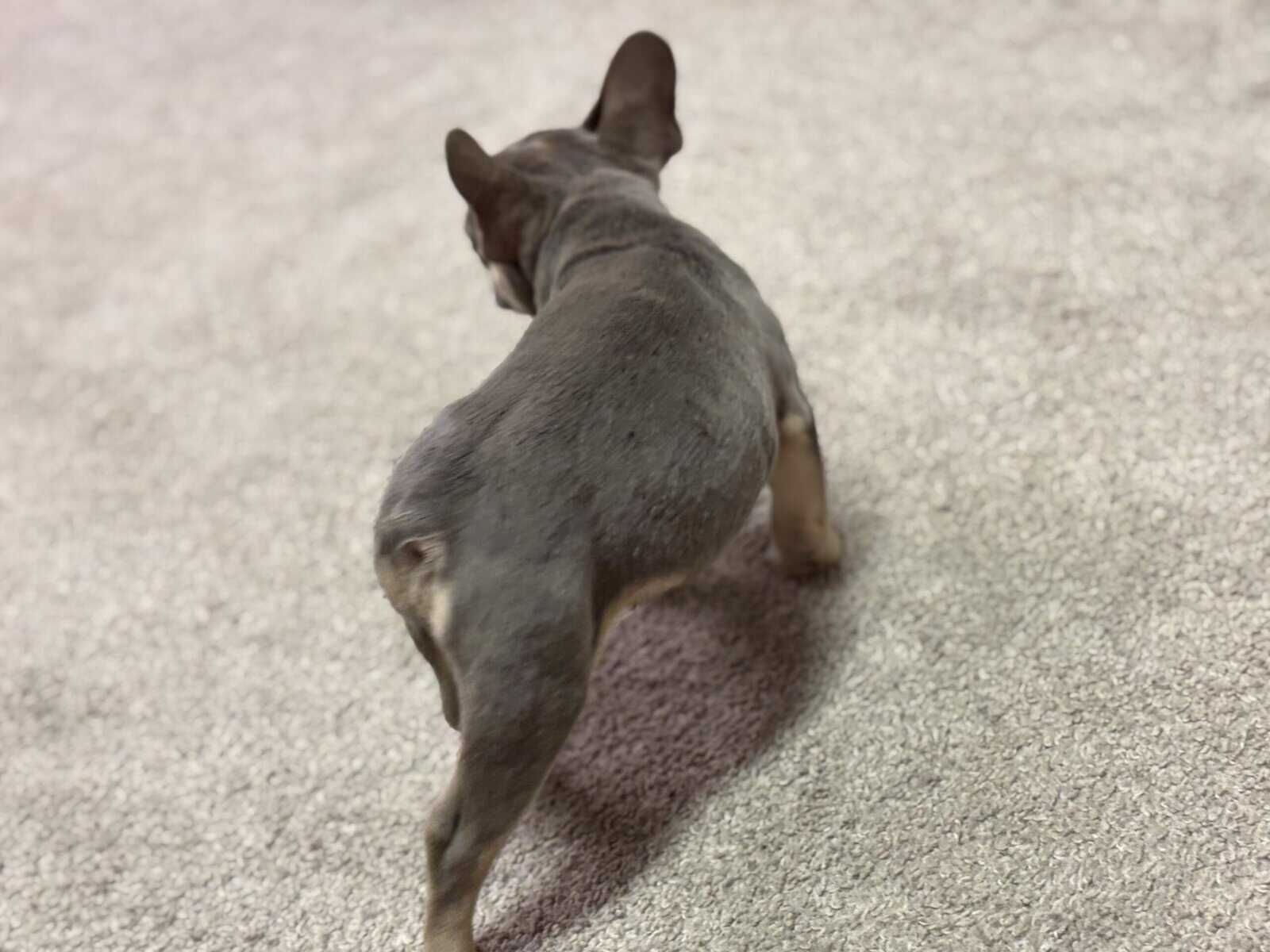 Tyson French Bulldog image 8