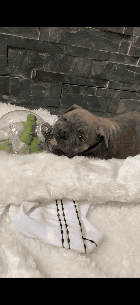 Merle mastiff puppies Chicago Illinois image 4