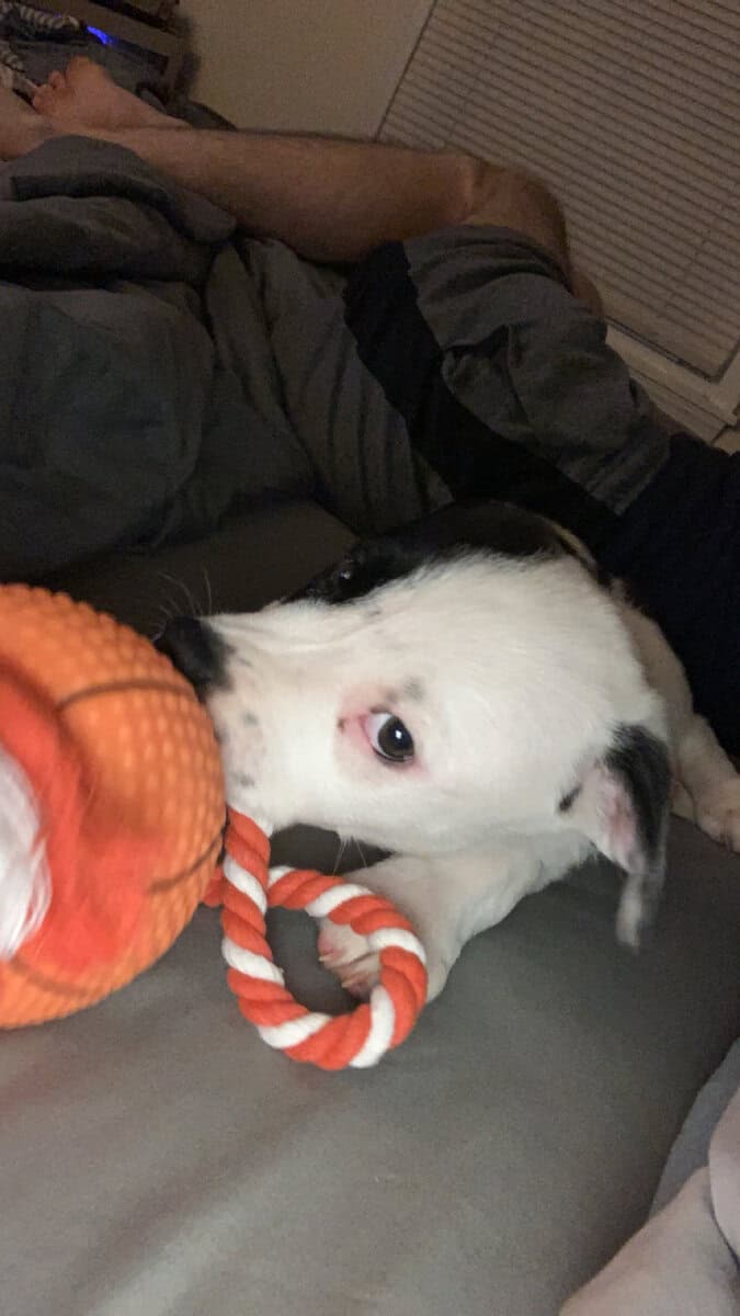 Free puppy image 1