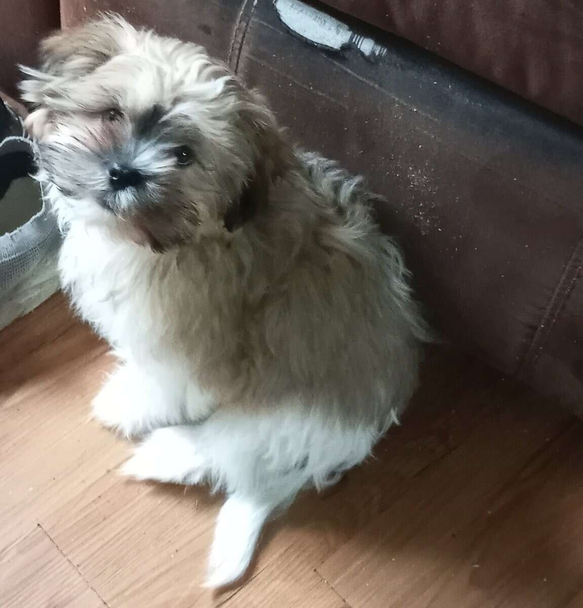 Shitzu puppy image 1