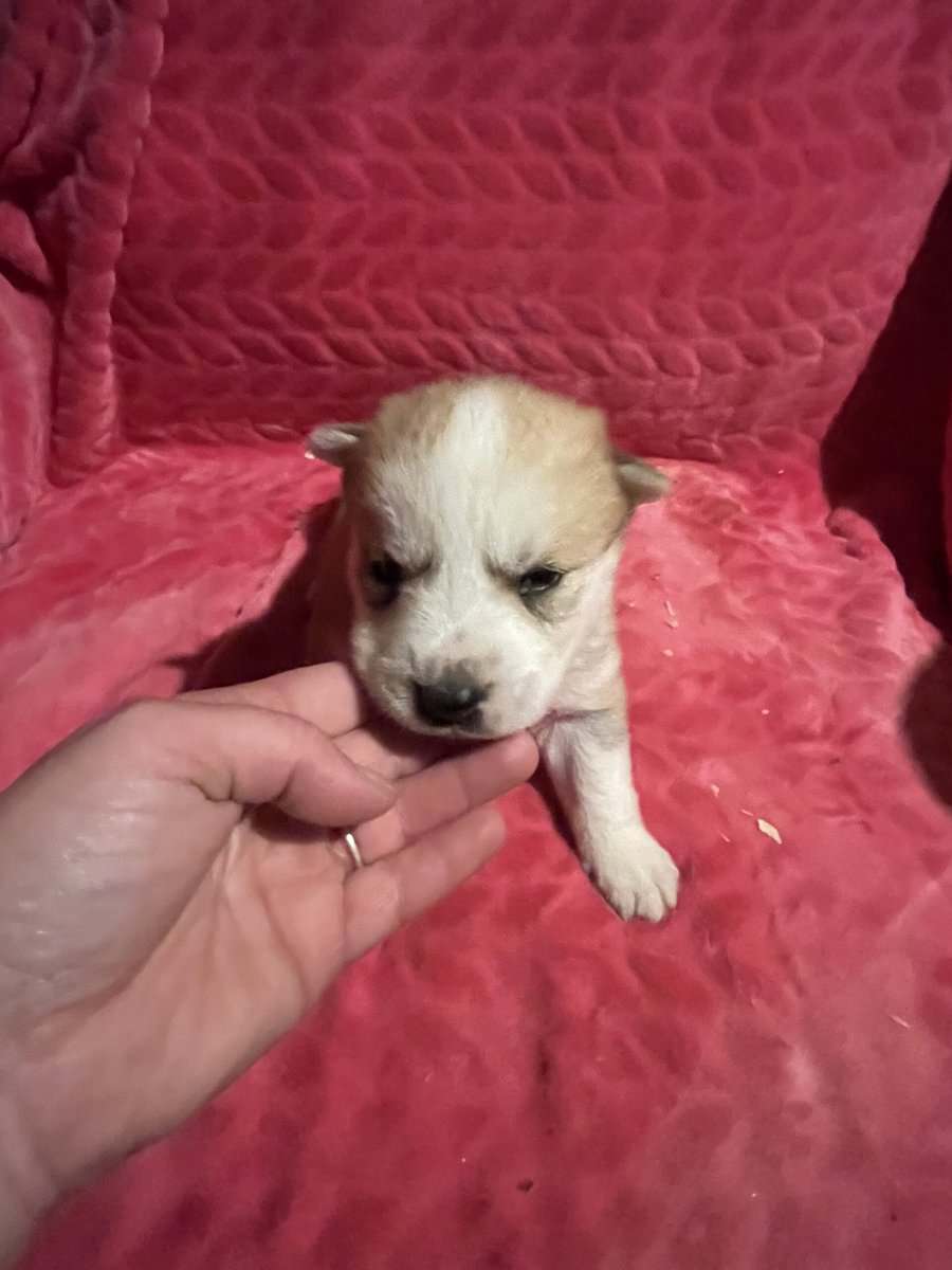 Siberian Husky puppies for sale 4 males 4 females. image 7