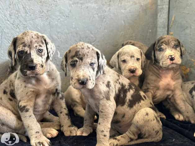 Adorable Great Dane puppies image 5