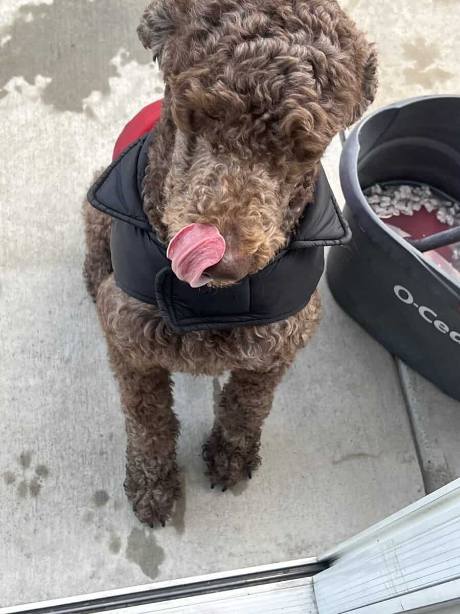 Golden doodle image 2