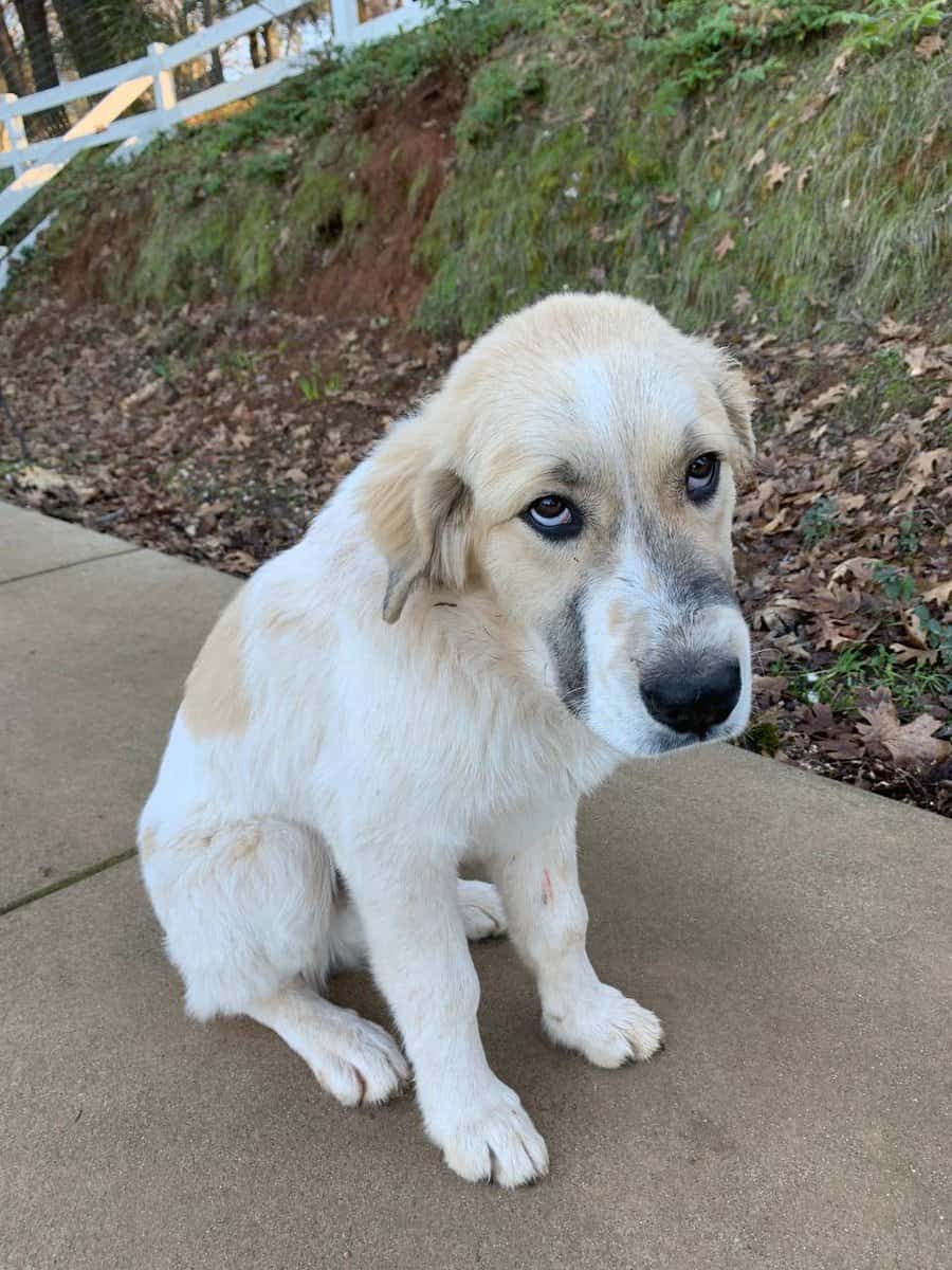 Great Pyrenees image 3