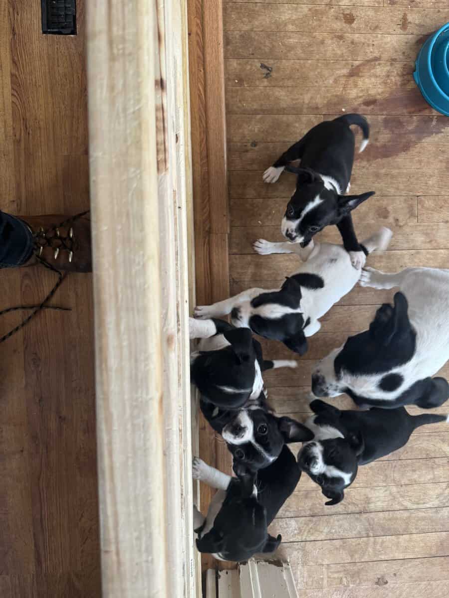 BRAT puppies image 3