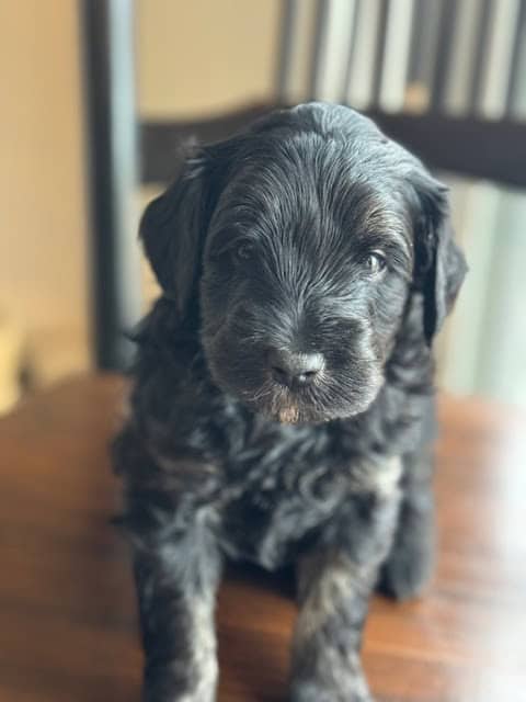 F1B Mini Sheedpadoodle Puppies for sale image 2