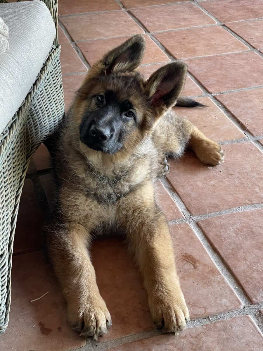 German Shepherd puppy, Red Sable image 2