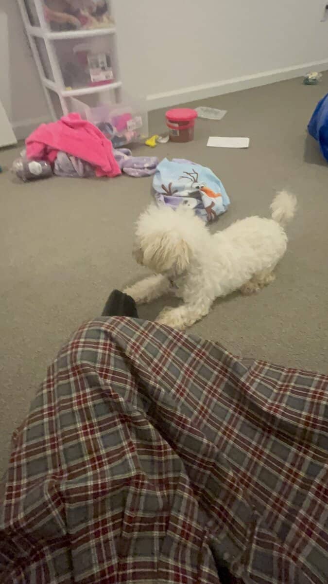 Female shipoo pup for sale image 2