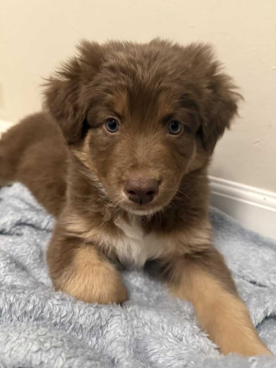 Australian Shepherd Red Tri Female Pup image 1