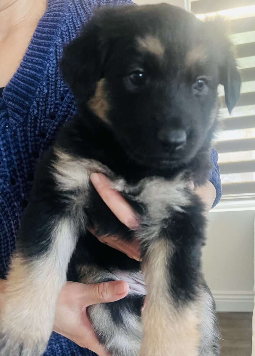 German Shepherd Puppies image 4