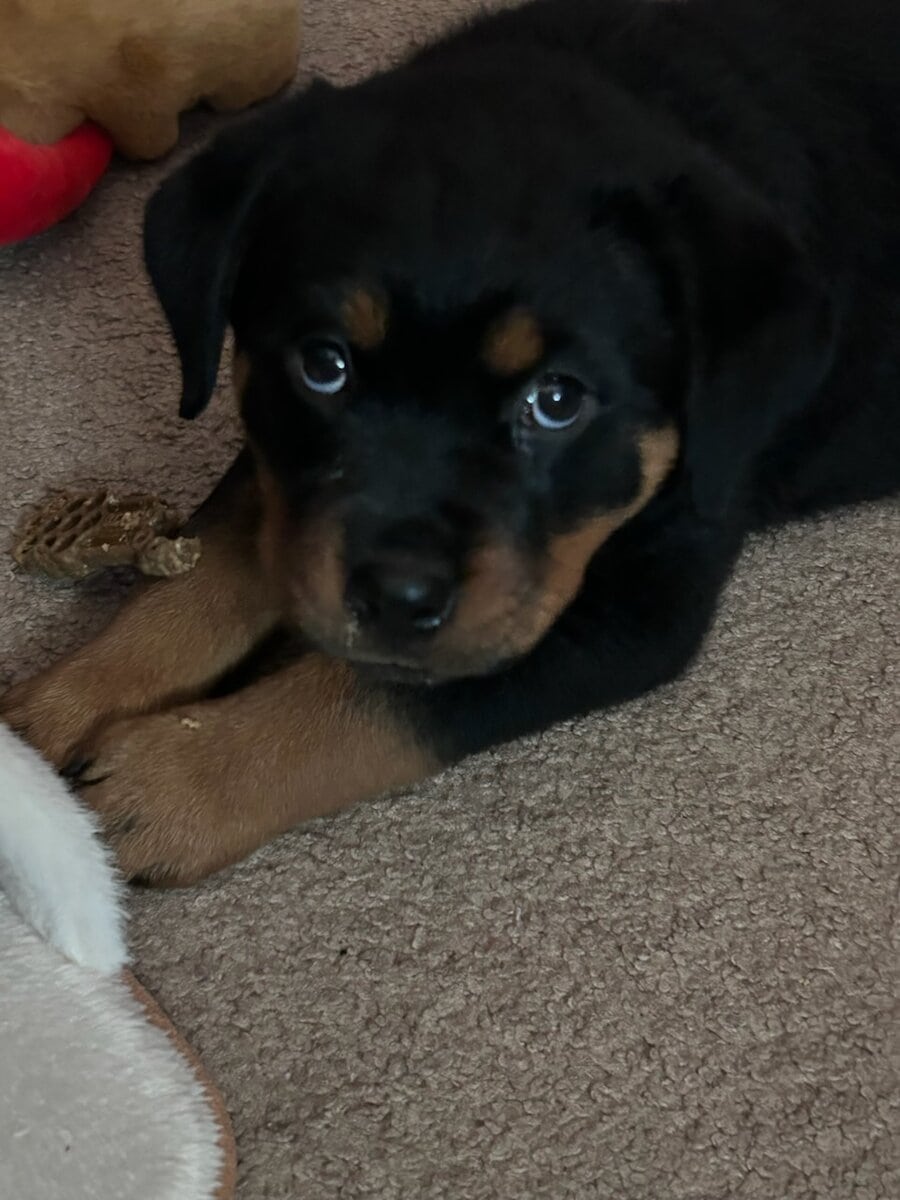 Rottweiler Puppies Available image 1