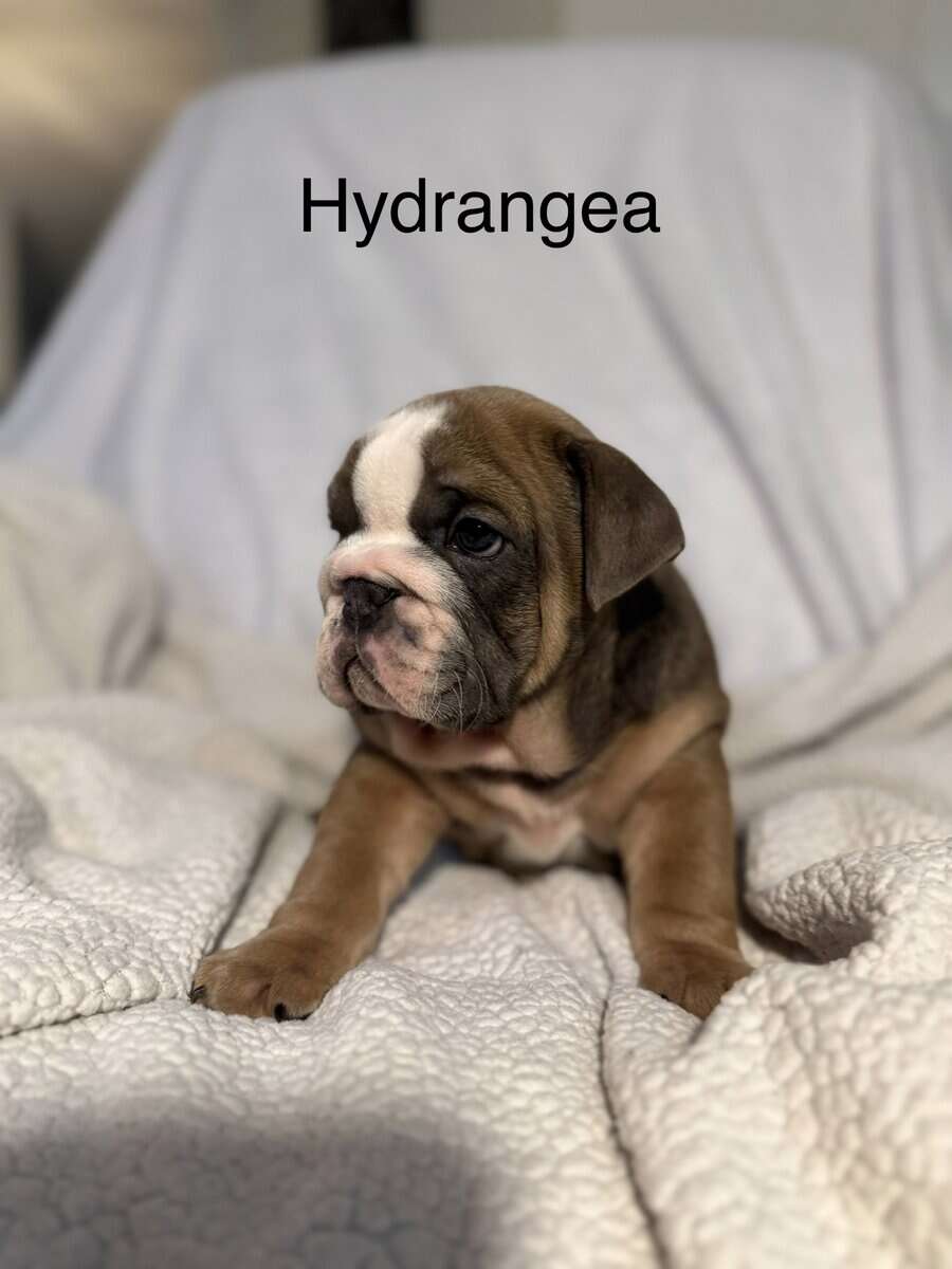 🐾 **Adorable English Bulldog Puppies ** 🐾 image 1