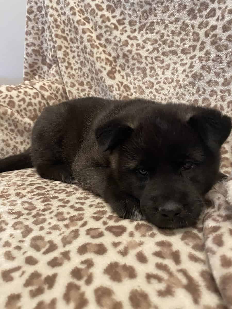 American Akita puppies image 1