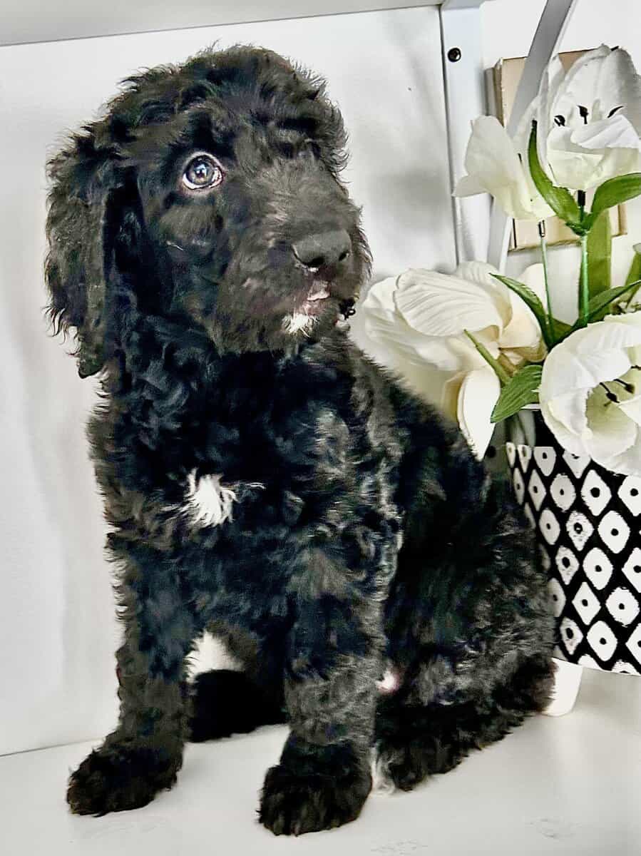 Beautiful Goldendoodle puppies image 12