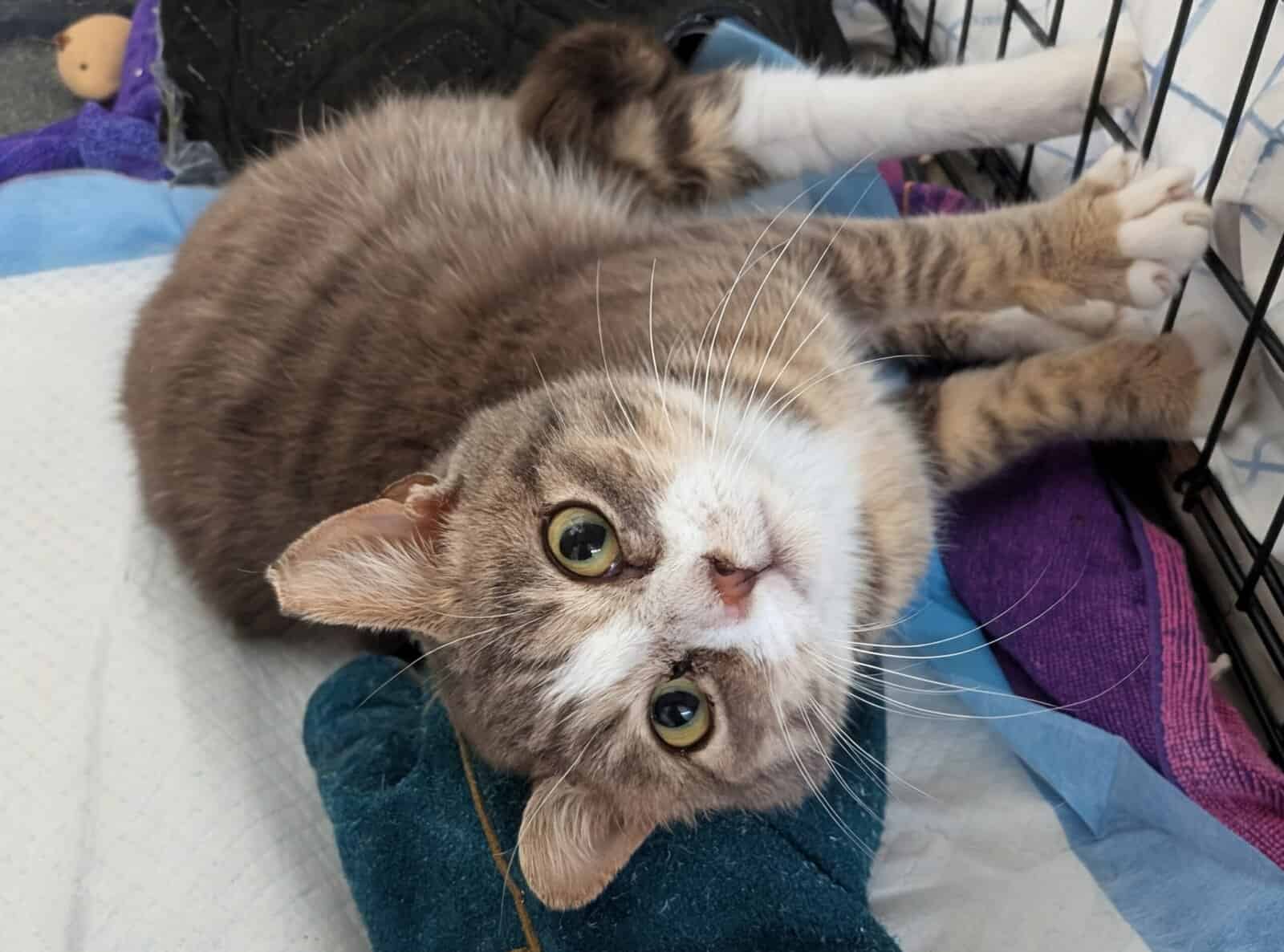 🐾 Rescued Kitties Seeking Forever Homes! image 1