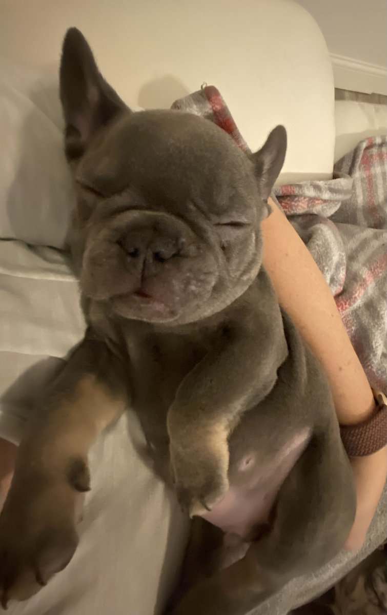 French Bulldog Lilac Male image 1
