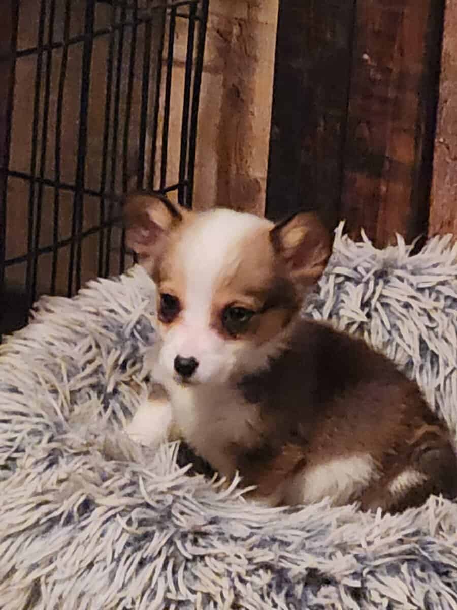 puppies image 14