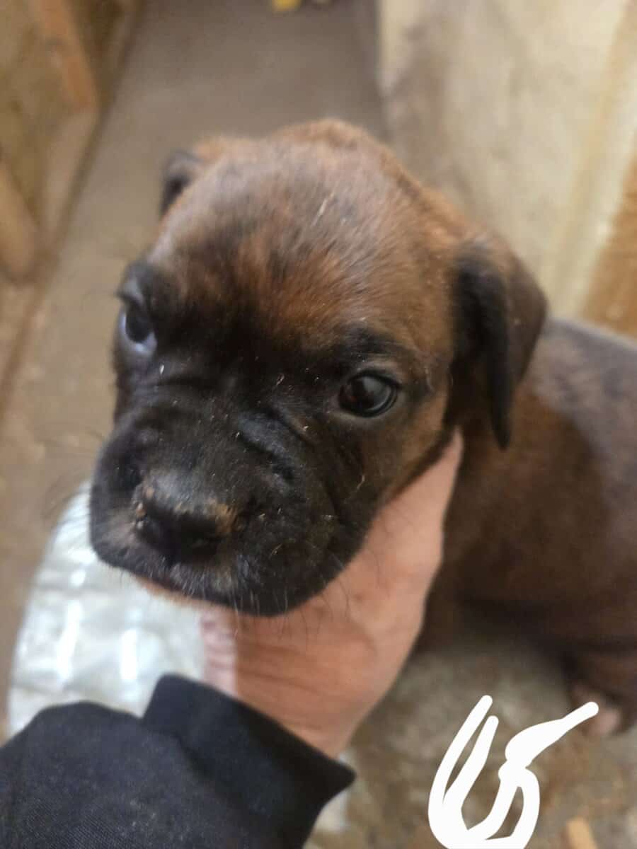 Boxer image 4