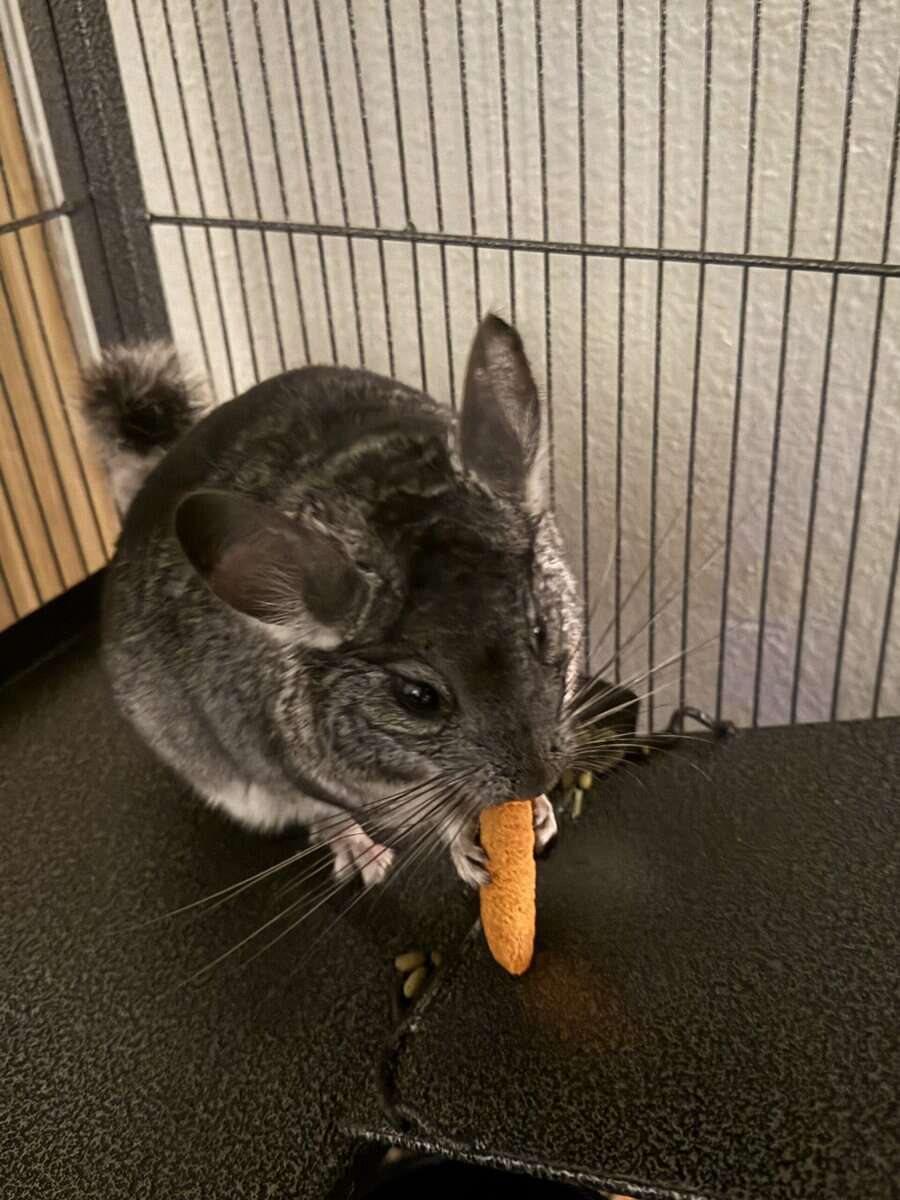 5 Month old Chinchilla for sale image 1