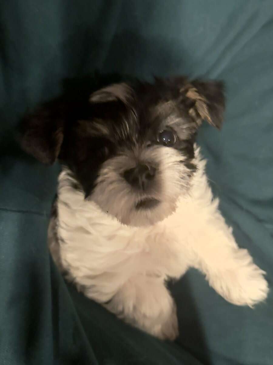 Havashire Male Puppies Perfect Companion image 4