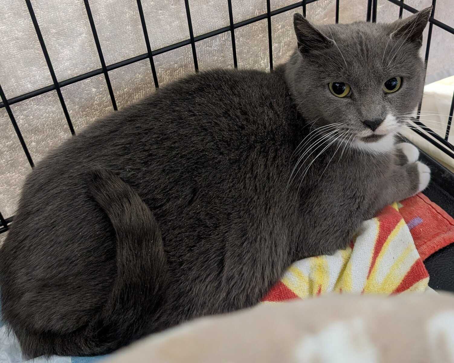🐾 Rescued Kitties Seeking Forever Homes! image 9
