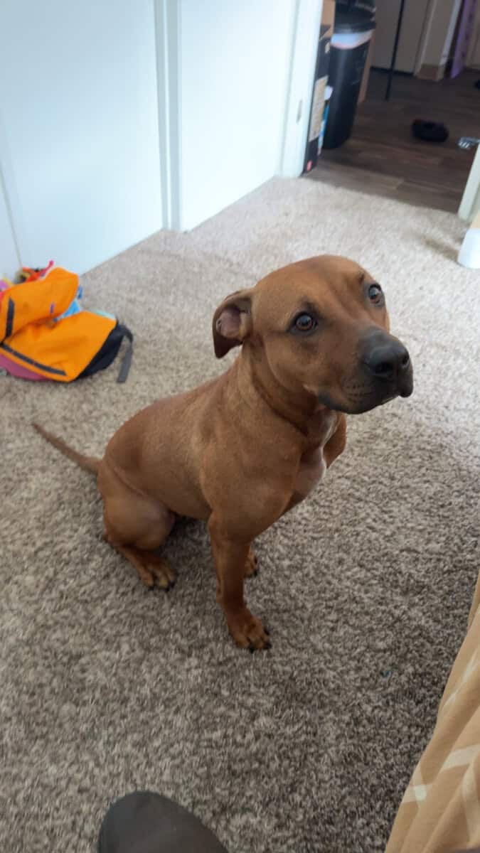 Fifi needs a home! image 4