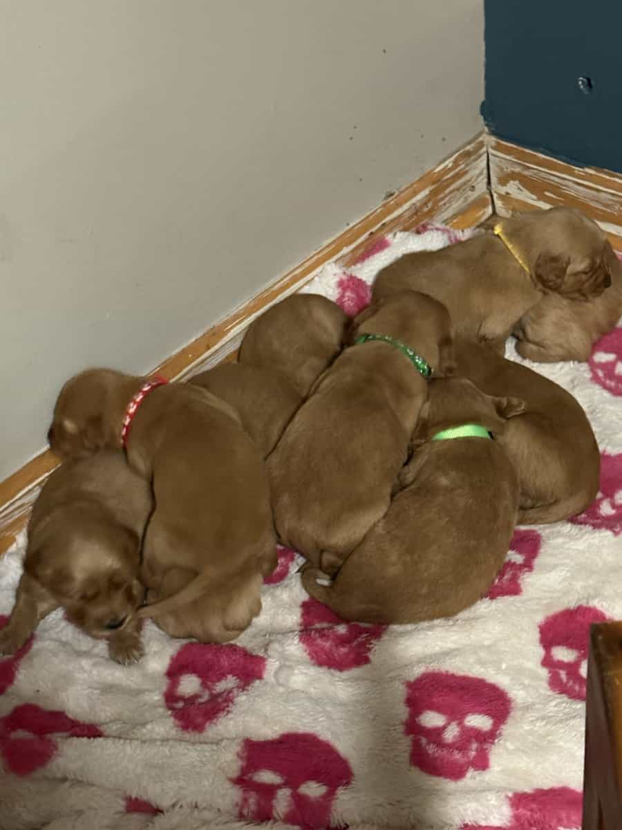 AKC Golden retriever image 1