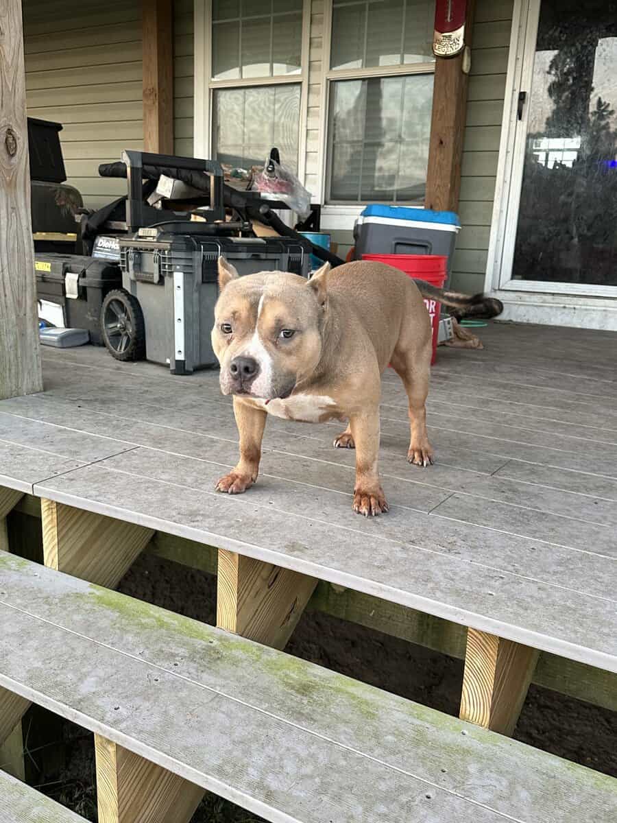 American bully female image 3