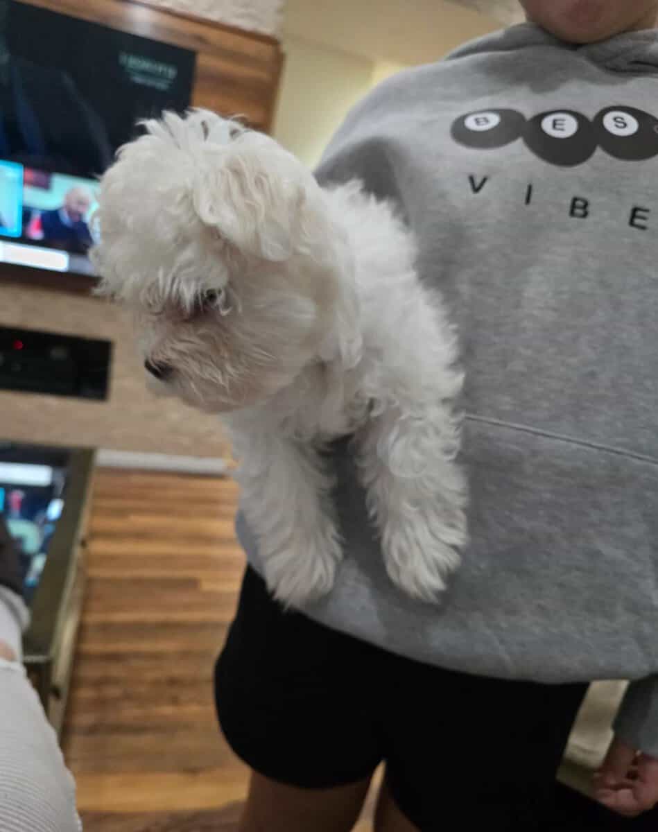 Adorable purebred Maltese puppy image 3
