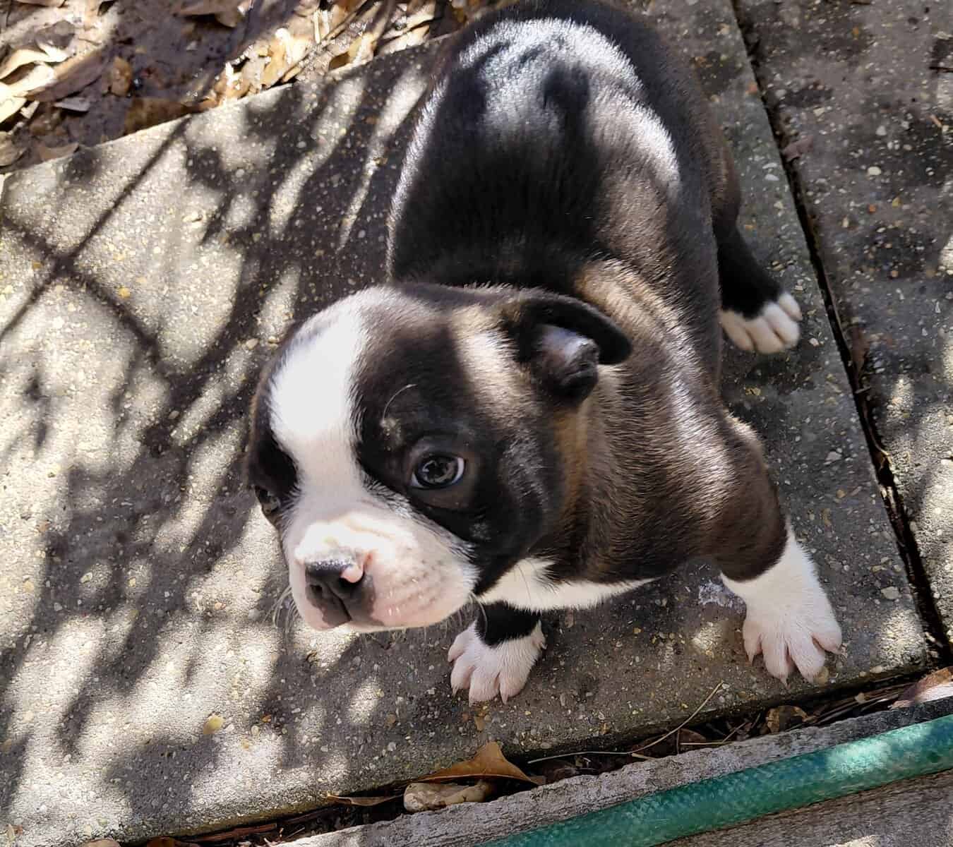 Boston terriers image 7