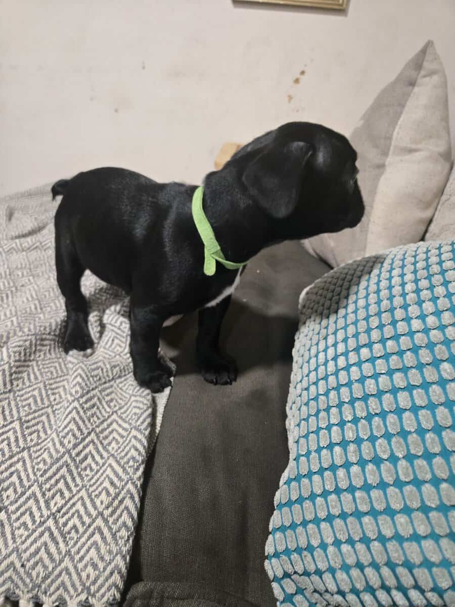 French Bulldog Puppies image 4
