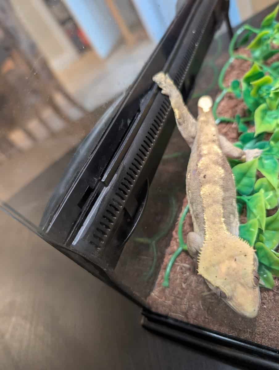 Crested and Leopard Geckos image 3