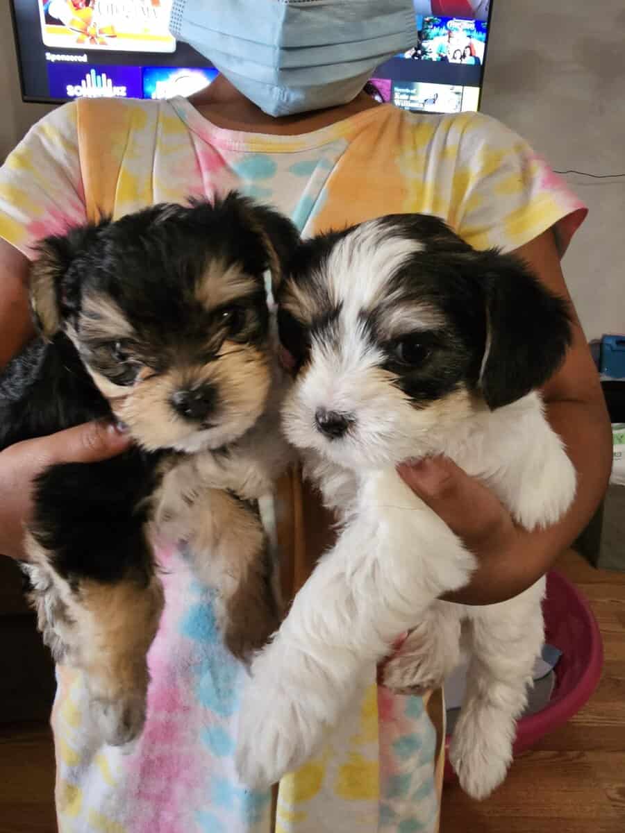 Parti Yorkie needs furever home image 10