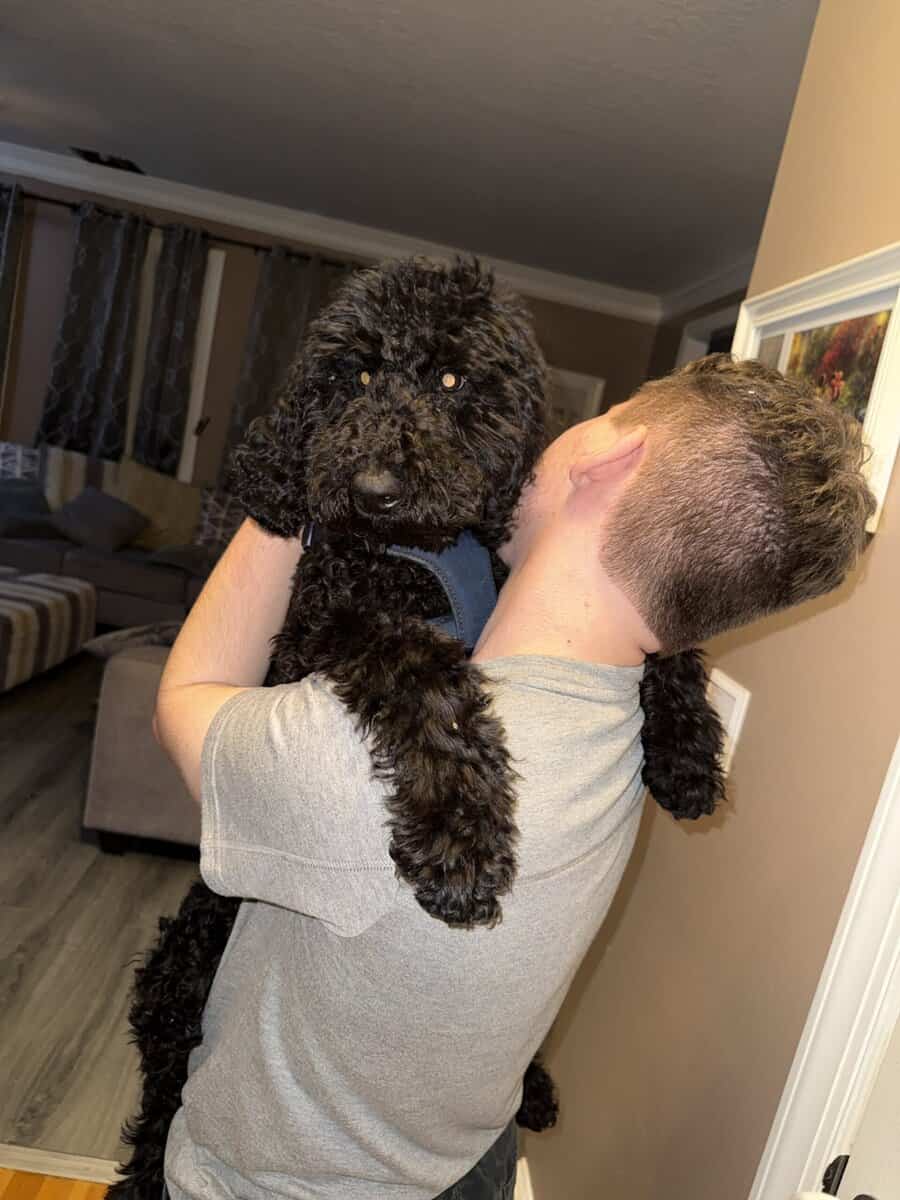 AKC Standard Poodle image 2