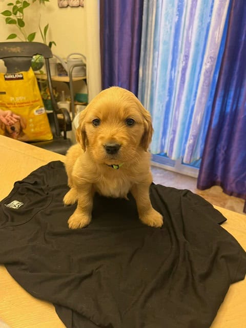 Golden Retriever Puppies image 1