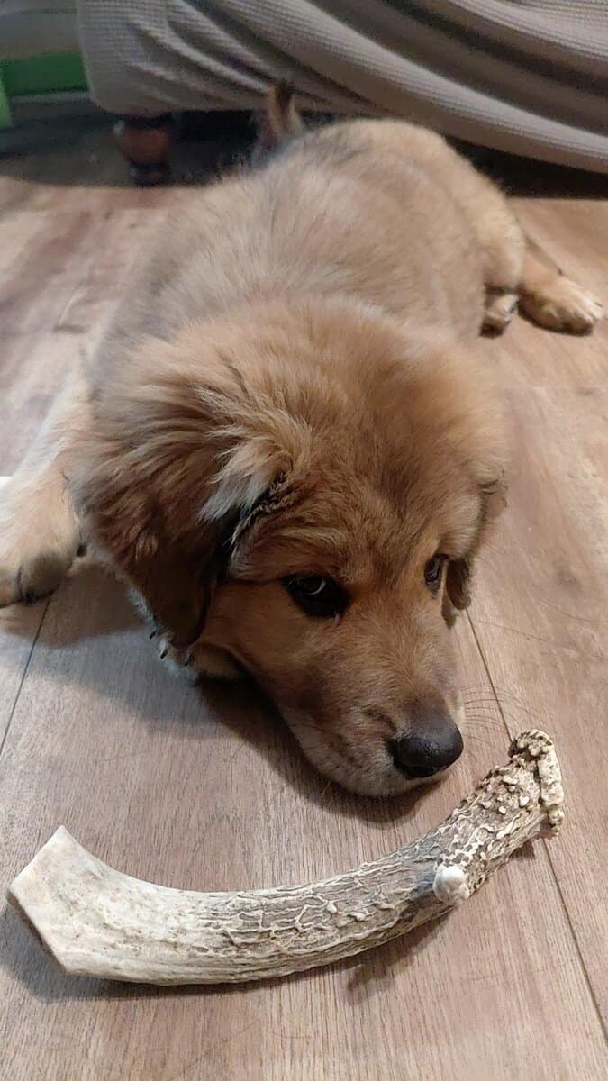 3 Month old puppy, last of the litter! image 2