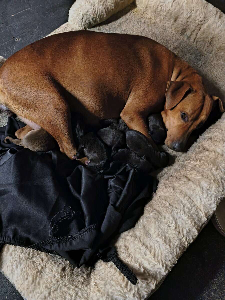 Rhodesian Ridgeback lab mix image 1