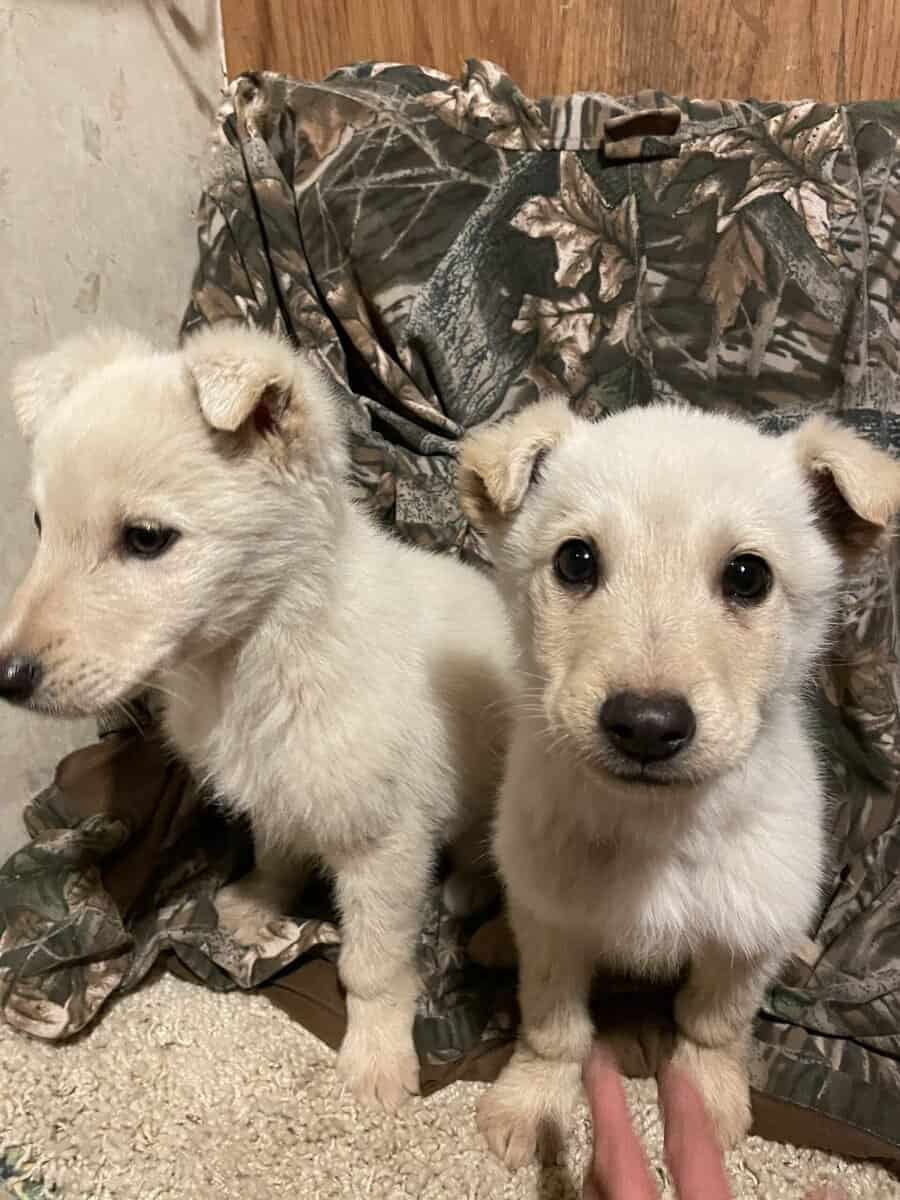 Puppies image 4