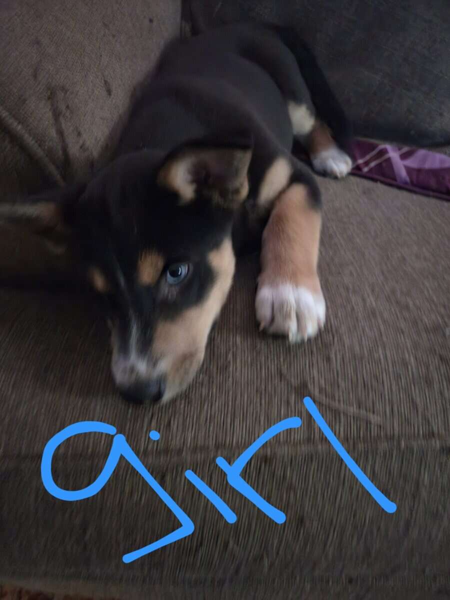 Husky/lab puppies image 3