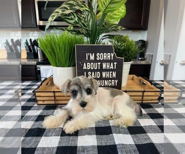 🐾 Adorable Male Schnauzer Puppy for sale image 3