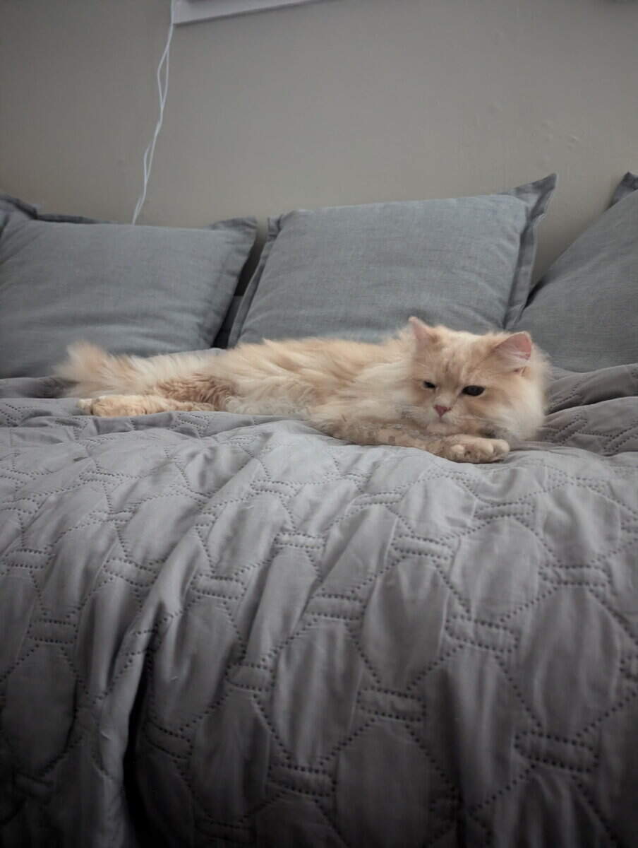 Persian / American bobtail mix image 4